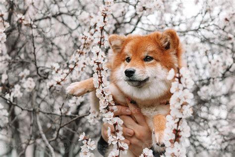 shiba inu photography|1000+ Shiba Inu Pictures 